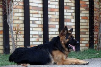 Un vieux berger allemand