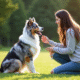 Chien berger australien bleu merle assis dans l'herbe avec une jeune femme