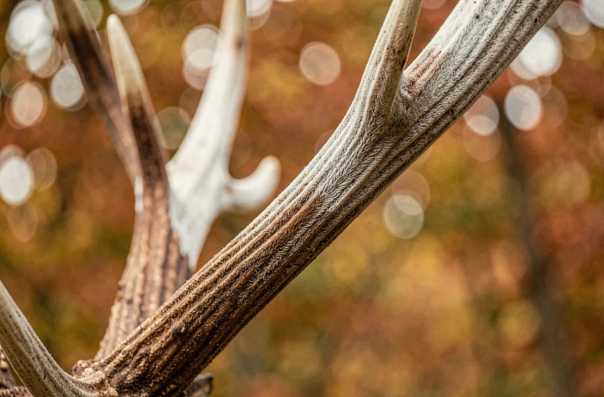 Gros plan sur les bois d'un cerf en automne, symbolisant la renaissance spirituelle et la force intérieure