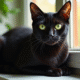 Chat noir aux yeux verts sur une fenêtre ensoleillée