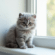 Chaton angora gris sur une fenêtre lumineuse