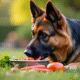 Chien berger allemand mangeant légumes frais et nourriture