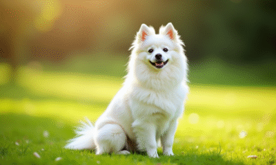 Chien Spitz blanc assis sur l'herbe verte en plein soleil