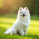 Chien Spitz blanc assis sur l'herbe verte en plein soleil