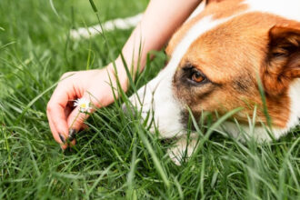 Comment reconnaître et éviter les vers de chien ?