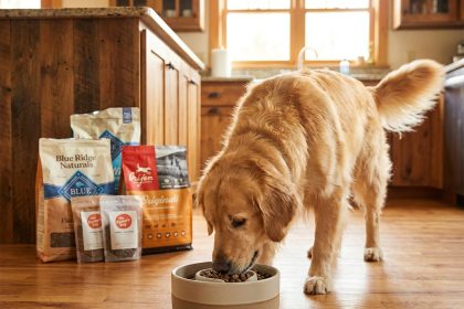 croquettes chien digestion