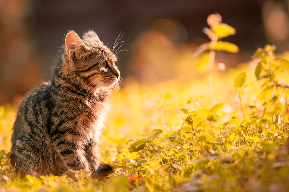 exprimer votre amour à votre chat 1