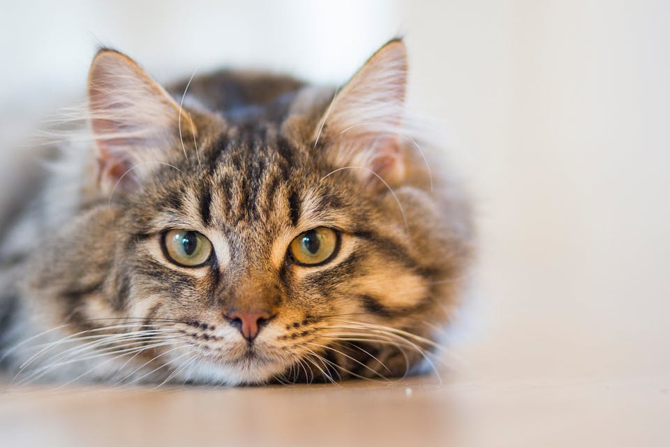 exprimer votre amour à votre chat 2
