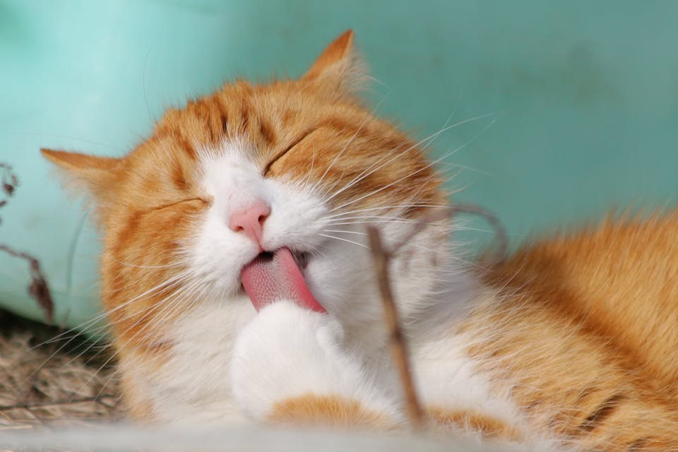 exprimer votre amour à votre chat 3