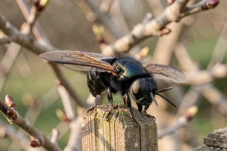 Gros insecte noir volant posé sur une clôture en bois au début du printemps, ailes déployées révélant des détails de nervures