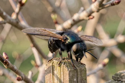 Gros insecte noir volant posé sur une clôture en bois au début du printemps, ailes déployées révélant des détails de nervures