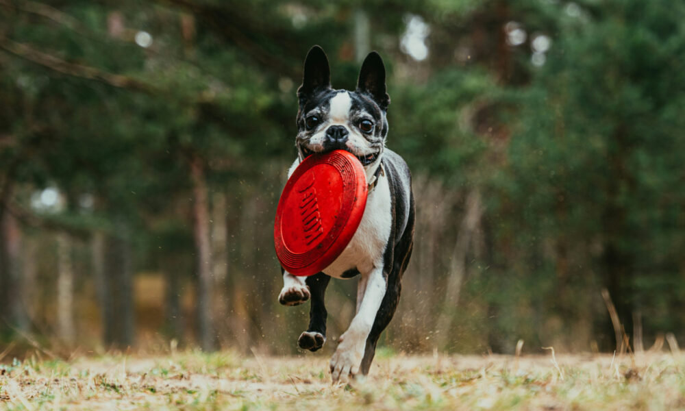 Pourquoi choisir des friandises de mastication séchée pour son chien ?