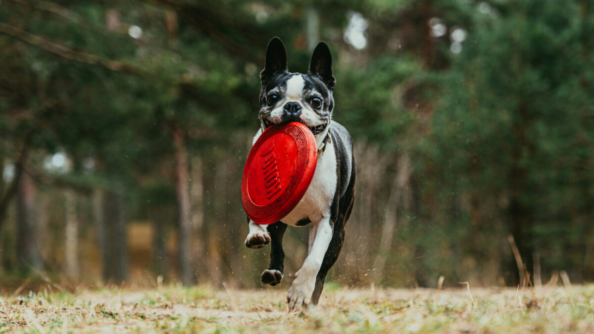 Pourquoi choisir des friandises de mastication séchée pour son chien ?