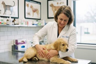 Vétérinaire examinant un chiot golden retriever dans une clinique